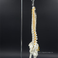 Personnaliser le modèle de la colonne vertébrale du squelette